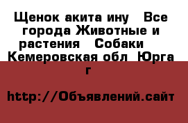 Щенок акита ину - Все города Животные и растения » Собаки   . Кемеровская обл.,Юрга г.